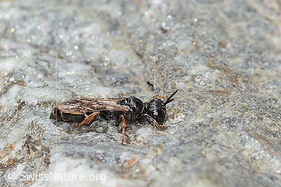 Photo: Probably Crabro alpinus. Length 10mm. Female. View from the side above.