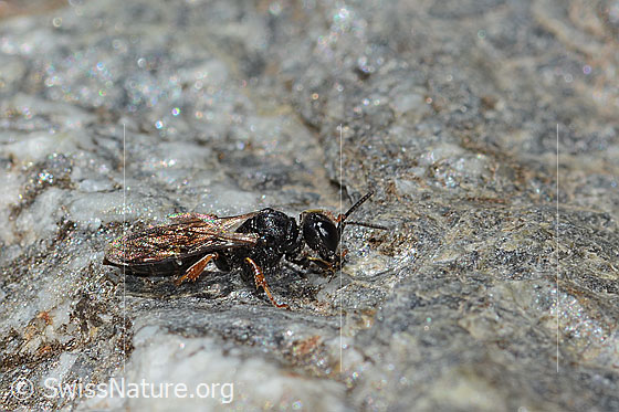 Photo: Probably Crabro alpinus. Length 10mm. Female. View from the side above.
