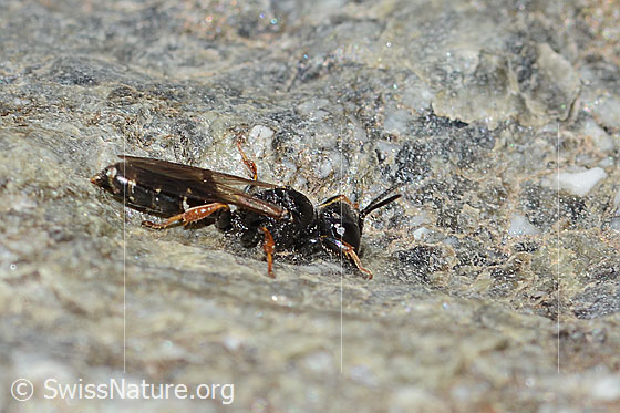 Photo: Probably Crabro alpinus. Length 10mm. Female. View from the side.