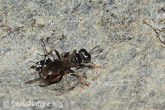 Photo: Probably Crabro alpinus. Length 10mm. Female. View from above.
