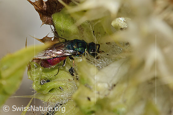 Photo: Probably Cuckoo wasp (from the Chrysis ignita group) on Cirsium spinosissimum. Length 7 - 10mm. Female. View from the side above.