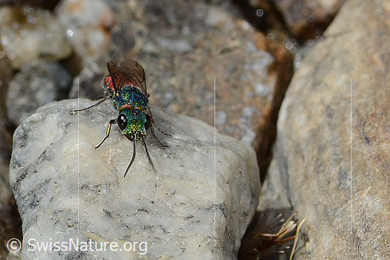 Photo: Probably Chrysis ruddii. Length 10mm. Female. View from top front.