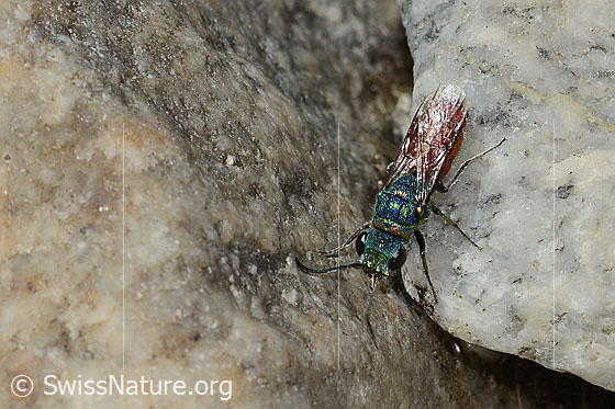 Photo: Probably Chrysis ruddii. Length 10mm. Female. View from above.