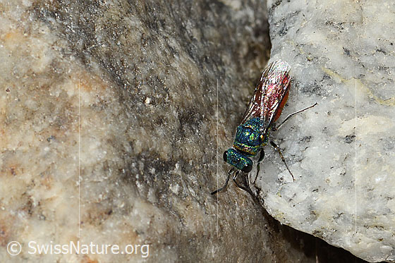 Photo: Probably Chrysis ruddii. Length 10mm. Female. View from above.