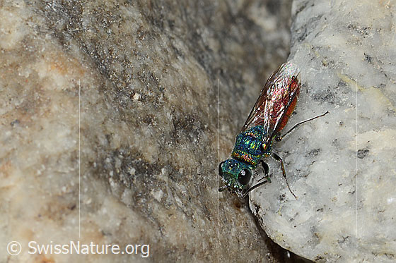 Photo: Probably Chrysis ruddii. Length 10mm. Female. View from diagonally above.