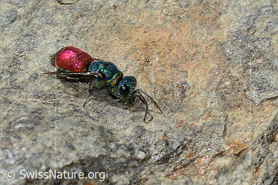 Photo: Probably Chrysis ruddii. Length 10mm. Female. View from the side above.