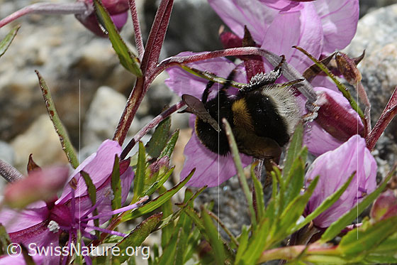 Photo: Probably Bombus cryptarum on Epilobium fleischeri. Length 9 - 20mm. View from above.