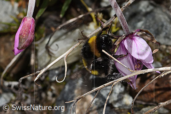 Photo: Probably Bombus cryptarum on Epilobium fleischeri. Length 9 - 20mm. View from the front top side.