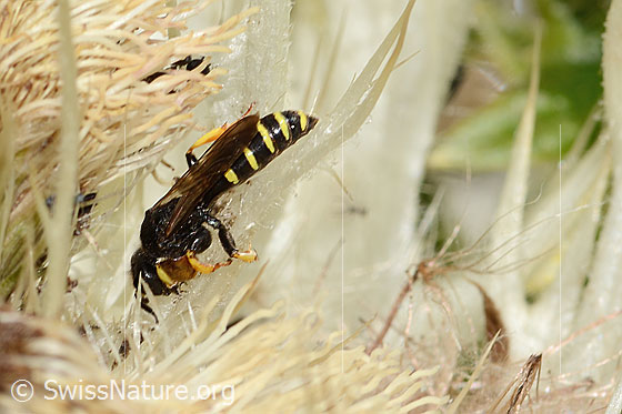 Photo: Crabro peltatus on Cirsium spinosissimum. Male. View from diagonally above.