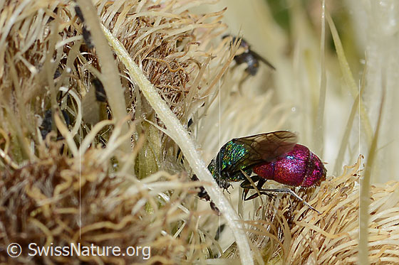 Photo: Probably Cuckoo wasp (from the Chrysis ignita group) on Cirsium spinosissimum. Length 10mm. Female. View from above.