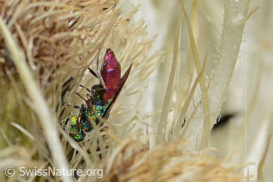 Photo: Probably Cuckoo wasp (from the Chrysis ignita group) on Cirsium spinosissimum. Length 10mm. Female. View from the side.