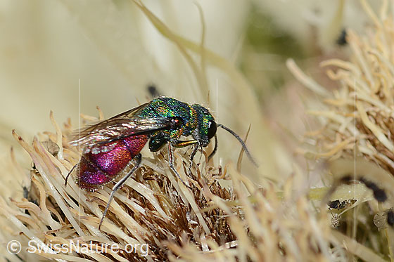 Photo: Probably Cuckoo wasp (from the Chrysis ignita group) on Cirsium spinosissimum. Length 10mm. Female. View from the side above.