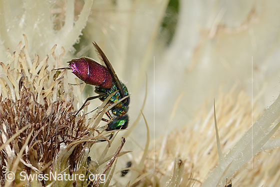 Photo: Probably Cuckoo wasp (from the Chrysis ignita group) on Cirsium spinosissimum. Length 10mm. Female. View from side back.