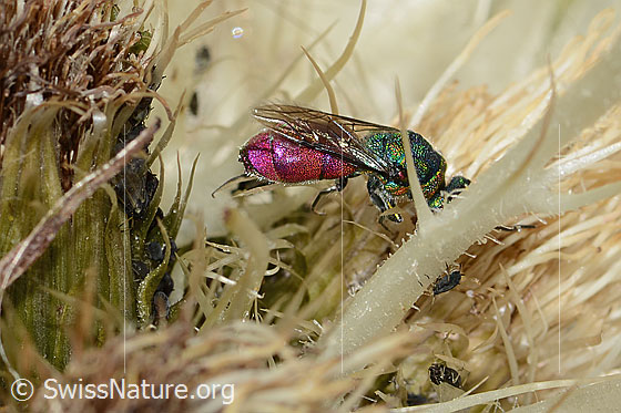 Photo: Probably Cuckoo wasp (from the Chrysis ignita group) on Cirsium spinosissimum. Length 10mm. Female. View from above.