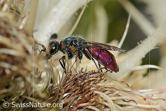 Photo: Probably Cuckoo wasp (from the Chrysis ignita group) on Cirsium spinosissimum. Length 10mm. Female. View from the side.