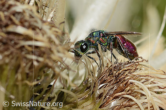 Photo: Probably Cuckoo wasp (from the Chrysis ignita group) on Cirsium spinosissimum. Length 10mm. Female. View from the side.