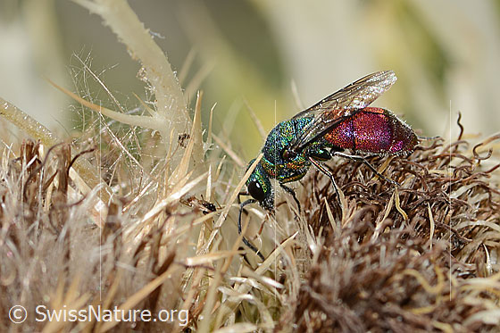 Photo: Probably Cuckoo wasp (from the Chrysis ignita group) on Cirsium spinosissimum. Length 10mm. Female. View from the side above.