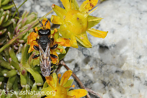 Photo: Crabro peltatus on Saxifraga aizoides. Length 11mm. Male. View from above.