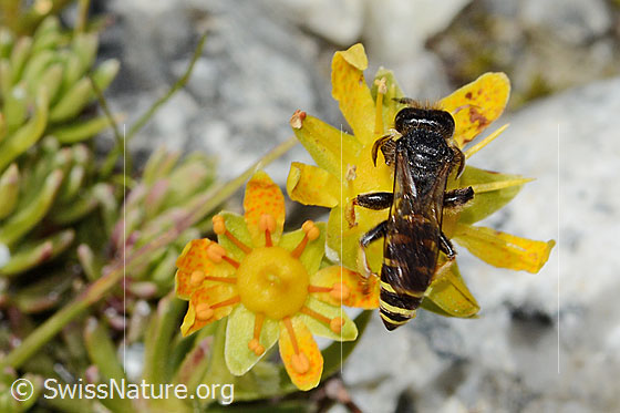 Photo: Crabro peltatus on Saxifraga aizoides. Length 11mm. Male. View from above.