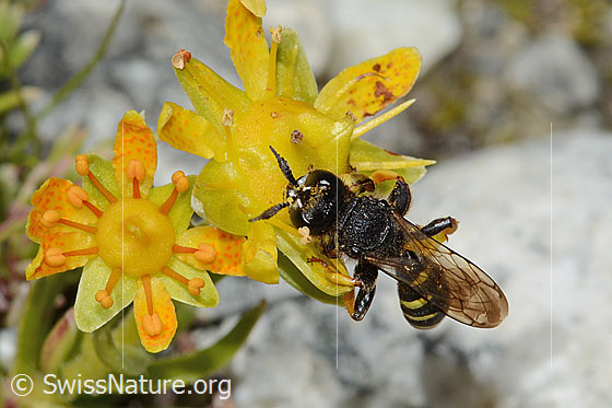 Photo: Crabro peltatus on Saxifraga aizoides. Length 11mm. Male. View from above.