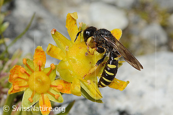 Photo: Crabro peltatus on Saxifraga aizoides. Length 11mm. Male. View from the side.