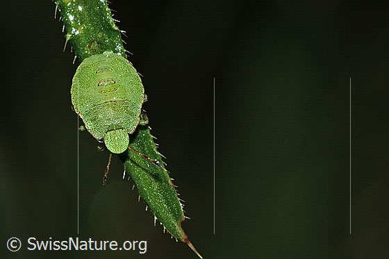 Photo: Palomena prasina on Cirsium palustre. Length 8mm. Nymph. View from above.