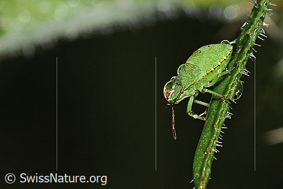 Photo: Palomena prasina on Cirsium palustre. Length 8mm. Nymph. View from the side.