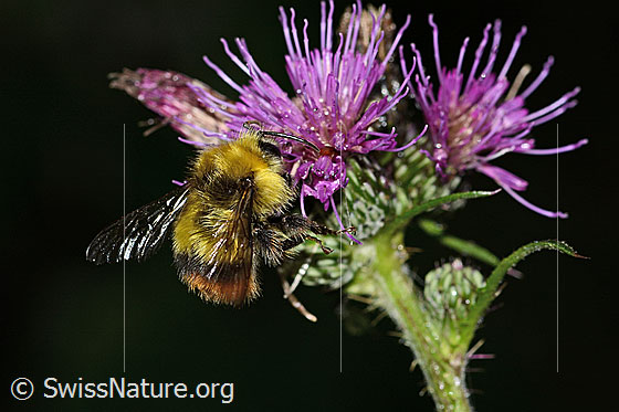 Photo: Bombus pratorum on Cirsium palustre. Length 9 - 17mm. View from the side above.