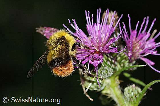 Photo: Bombus pratorum on Cirsium palustre. Length 9 - 17mm. View from side back.