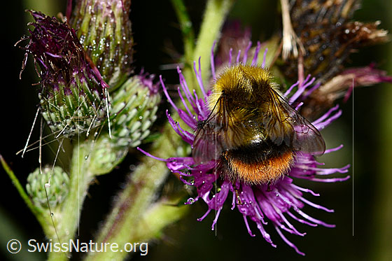Photo: Bombus pratorum on Cirsium palustre. Length 9 - 17mm. View from above.
