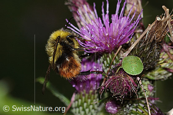 Photo: Bombus pratorum on Cirsium palustre. Length 9 - 17mm. View from side back.