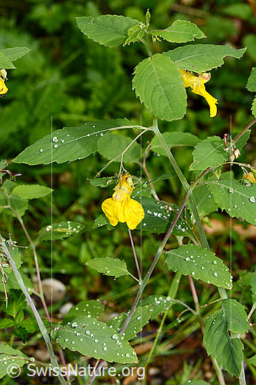 Foto: Wald-Springkraut (Impatiens noli-tangere). Ganze Pflanze (Habitus). Höhe: 46cm.