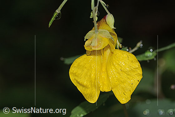 Photo: Impatiens noli-tangere. Blossom. View from the front.