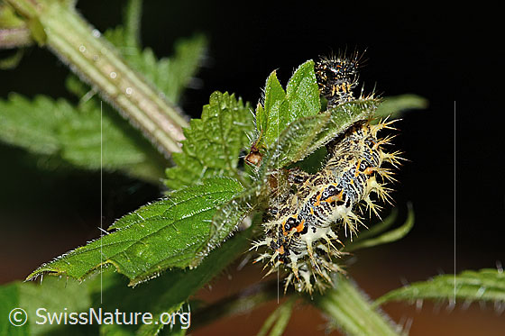 Photo: Caterpillar of Polygonia c-album Urtica diocia
