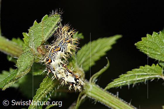 C-Falter Raupe (Polygonia c-album) an Grosser Brennnessel (Urtica diocia)
