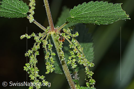 Foto: Grosse Brennnessel (Urtica diocia). Blüten und Stängel.