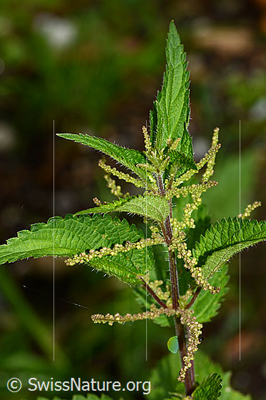 Foto: Grosse Brennnessel (Urtica diocia). Ganze Pflanze (habitus). Höhe: 58cm.
