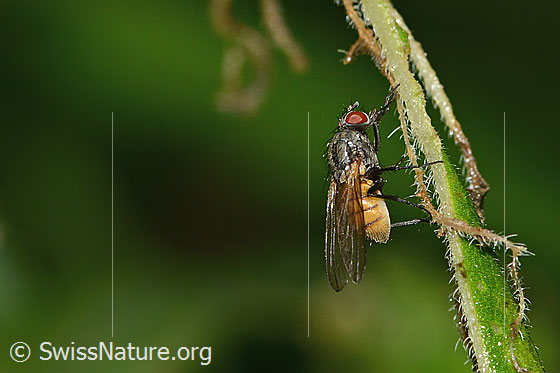 Foto: Braunschwarze Schweissfliege (Thricops semicinereus). Länge 5mm. Weibchen. Ansicht von der Seite.