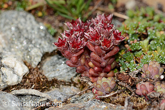 Photo: Sedum atratum. Whole plant (habit).