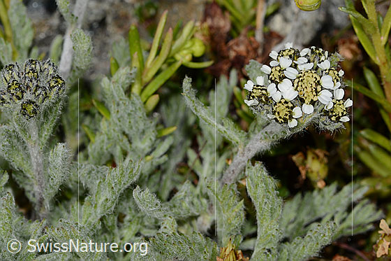 Photo: Achillea nana. Blossoms, stem and leaves. View from diagonally above.