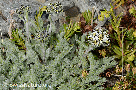 Photo: Achillea nana. Whole plant (habit).