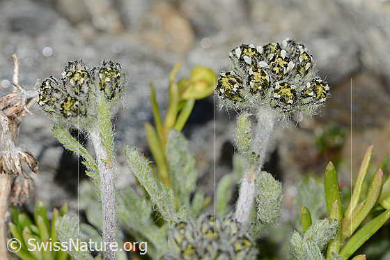 Photo: Achillea nana. Blossoms and stem. View from the side.