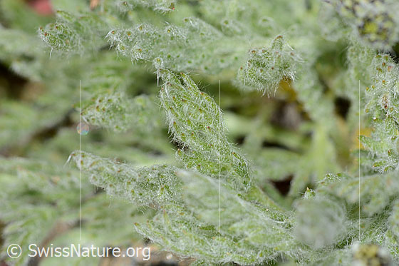 Photo: Achillea nana. Wollig beharte leaves.
