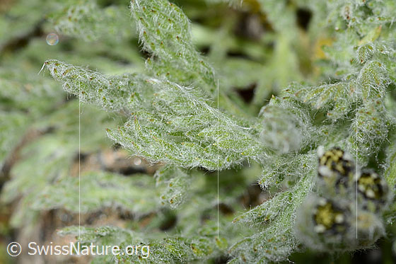 Photo: Achillea nana. Leaves.