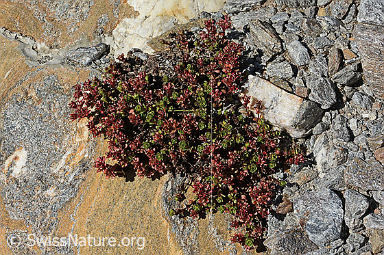 Photo: Saxifraga biflora. Whole plant (habit).