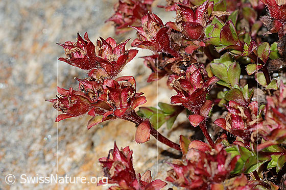 Photo: Saxifraga biflora. Wilted blossoms and stem. Height = 3cm.