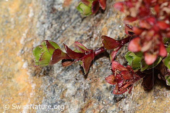 Photo: Saxifraga biflora. Leaves. View from the side.