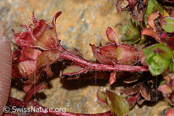 Photo: Saxifraga biflora. Stem and calyx.