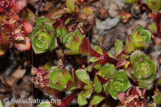 Photo: Saxifraga biflora. Leaves.