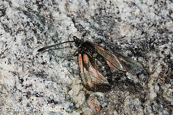 Photo: Zygaena exulans. Wings half open. View from the side, rear, top.